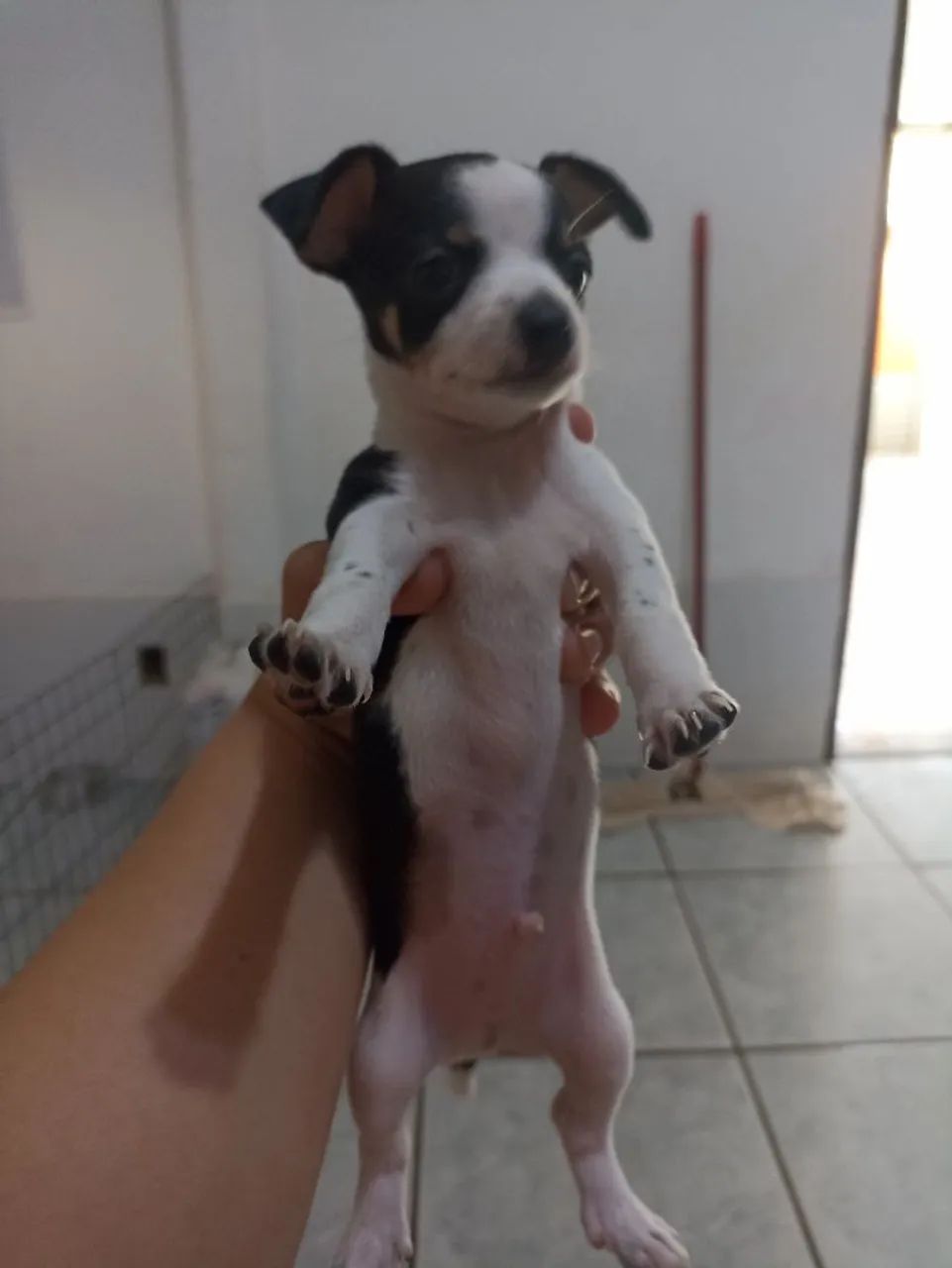 Filhotes Pinscher macho - Foto 5