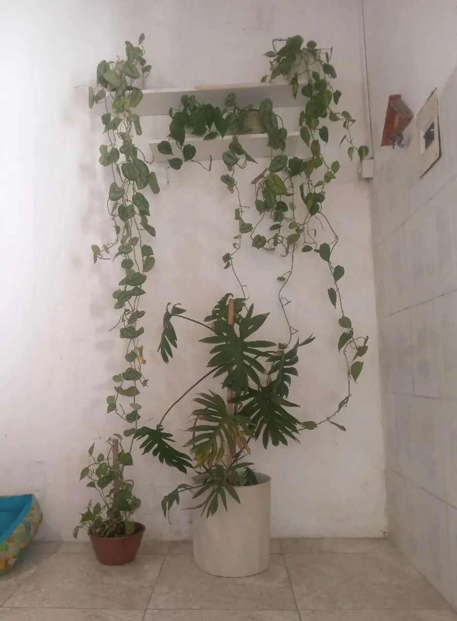 Plantas