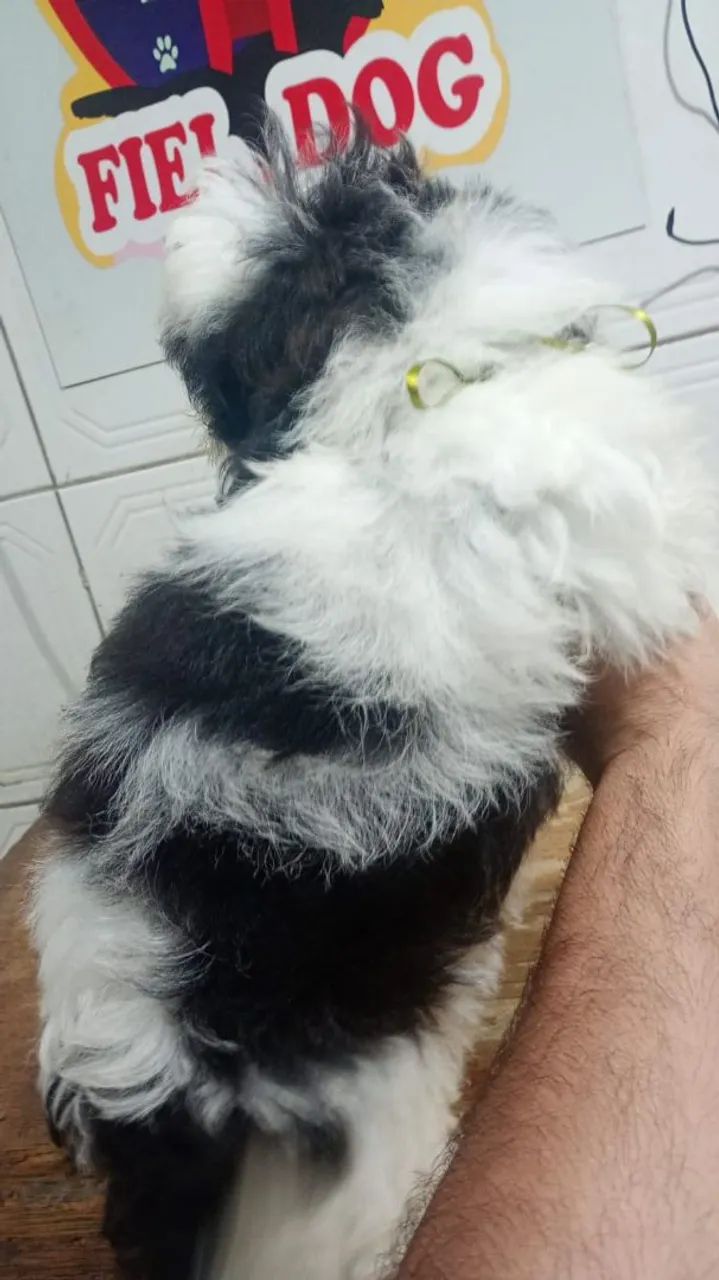 Filhotes de shitzu machos  - Foto 2