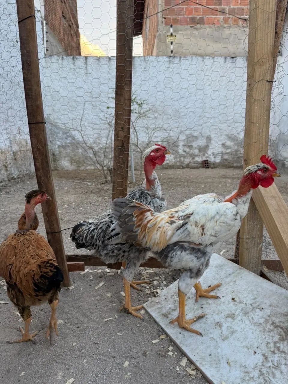 Vendo Frango - Foto 2