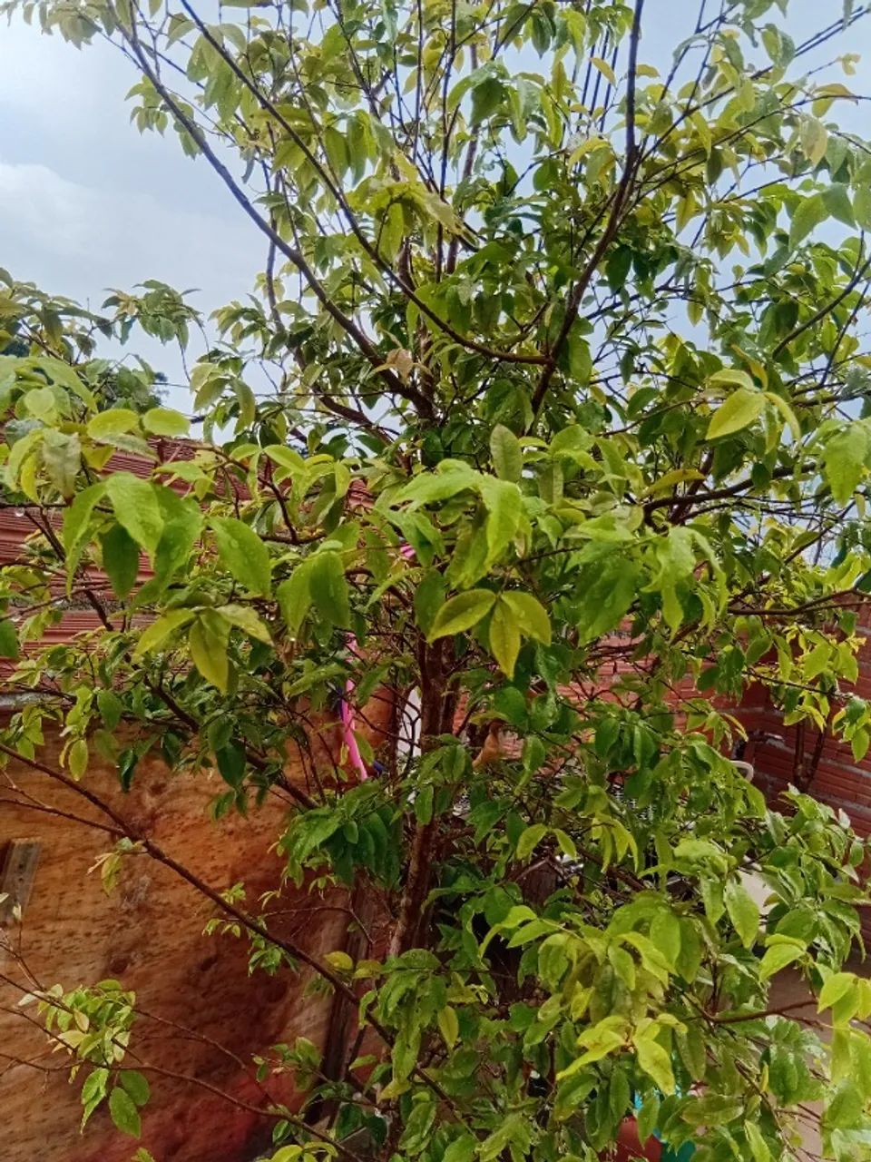Jaboticaba, goiaba e acerola  - Foto 4