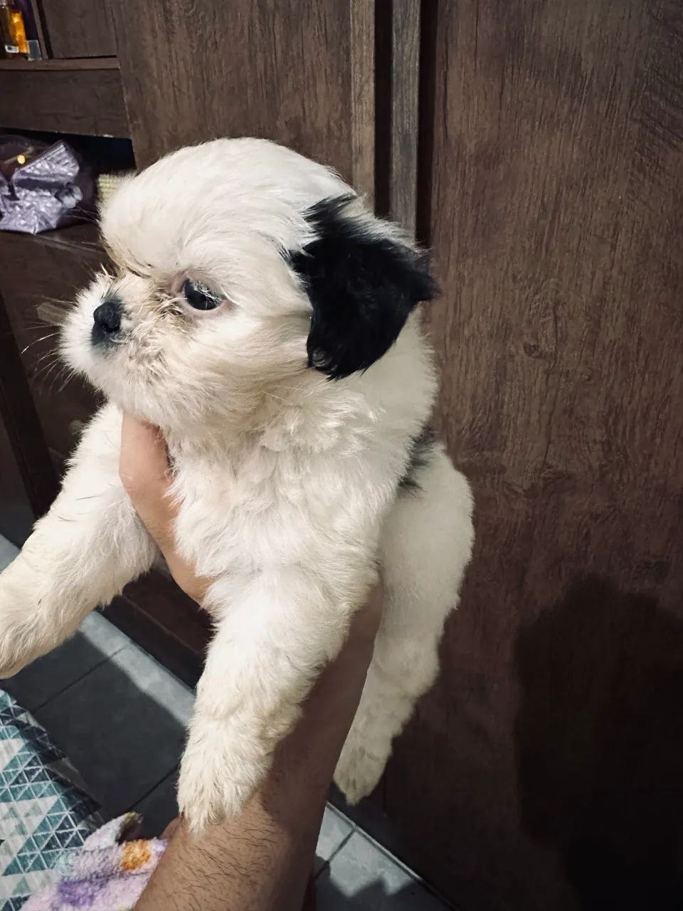 Shihtzu  - Foto 3