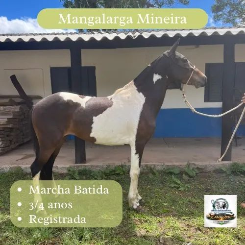 Venda de Cavalos - Foto 5