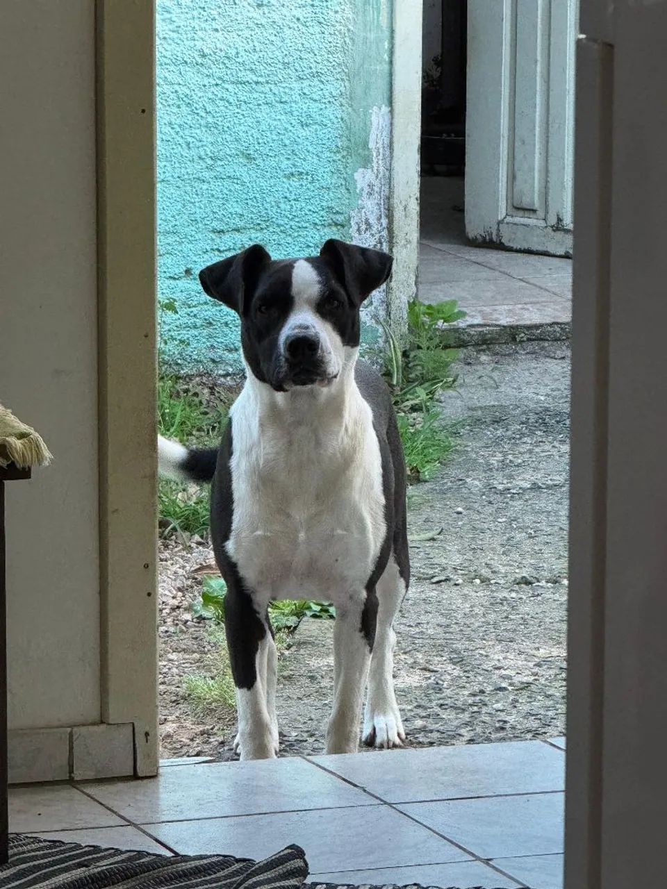Doação Cachorro