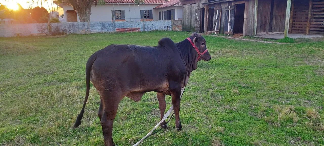 Vendo terneira 