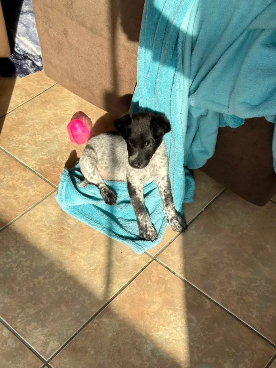 DOGUINHO PARA ADOÇÃO  - Foto 4