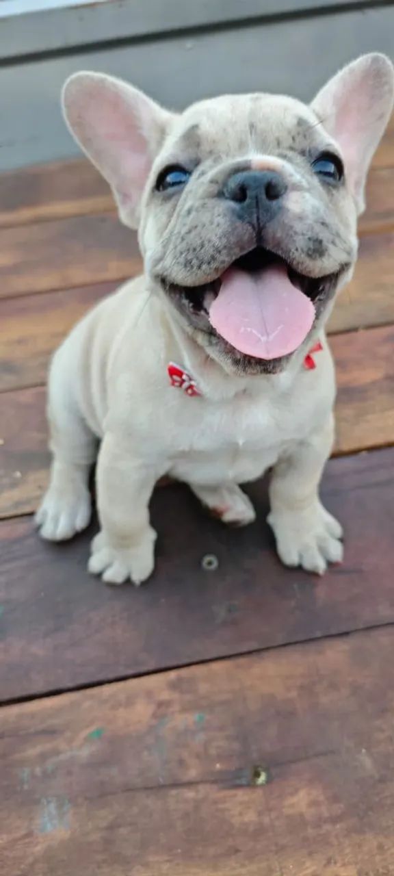 Cachorro buldog frances  - Foto 3