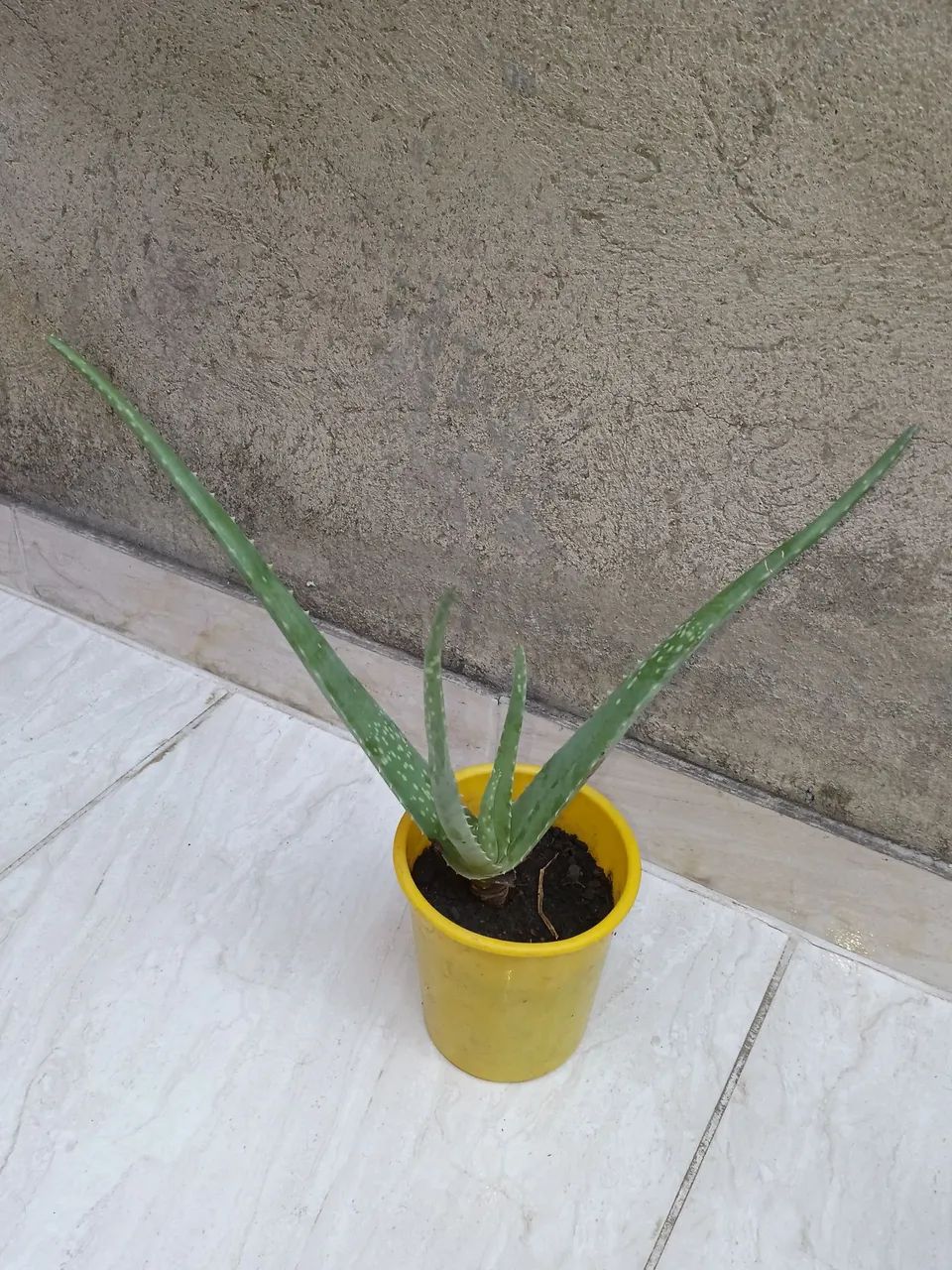 Babosa  - Foto 4