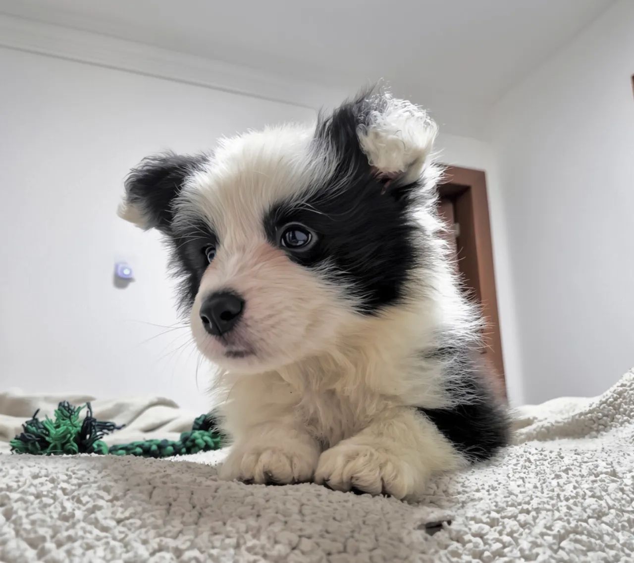 Border collie - Foto 2