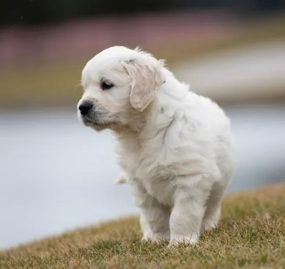 Filhotes de Goldene Retriever | Sempre alegres.
