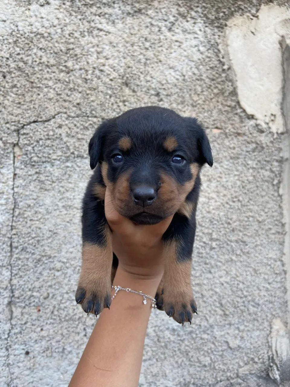 Rottweiler  - Foto 3