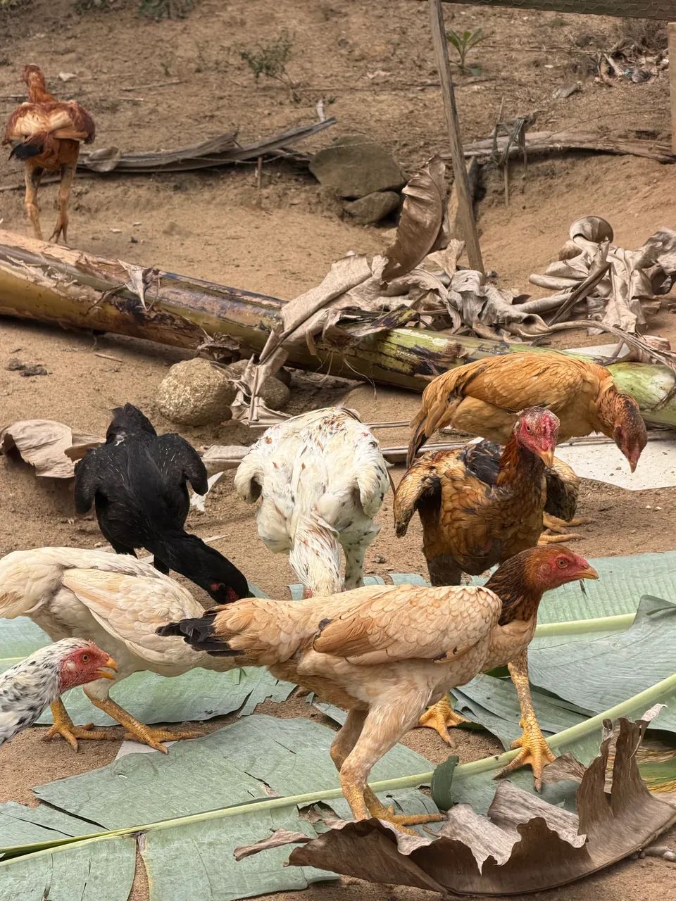 Galinhas índias  - Foto 4