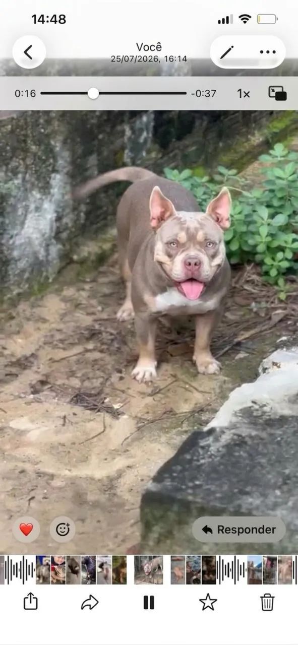 American Bully 