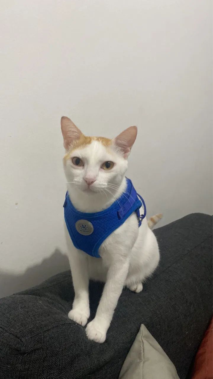 Doação de gata adulta 