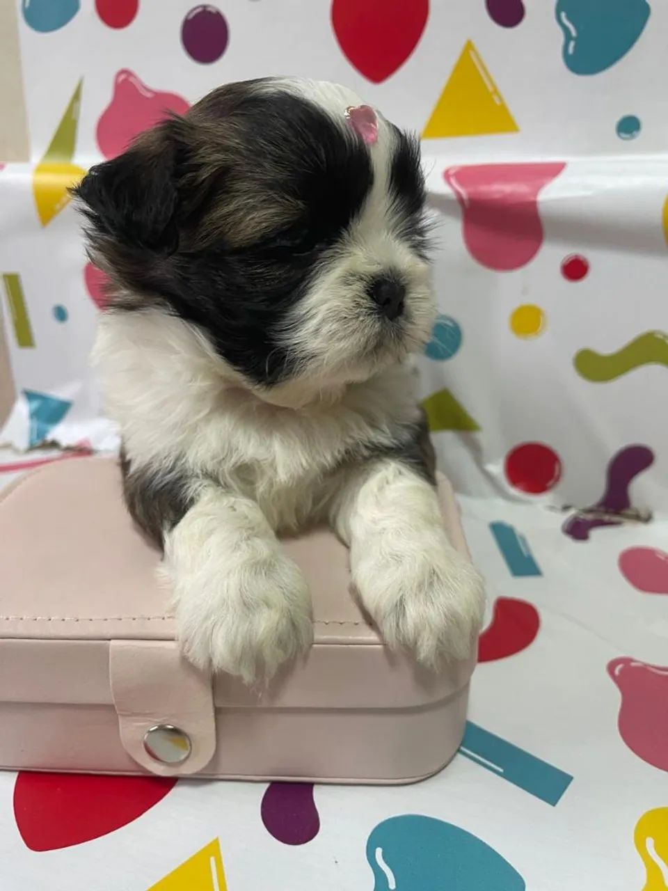 Lindos machos shih tzu 