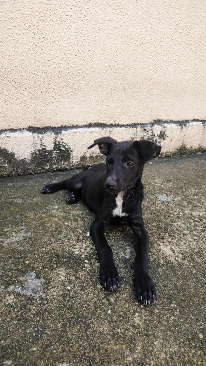 Adoção responsável  - Foto 2