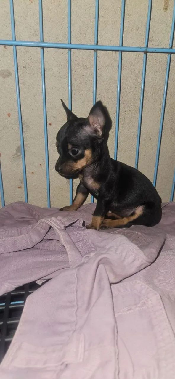 Pinscher Fêmea zero zero - Foto 2