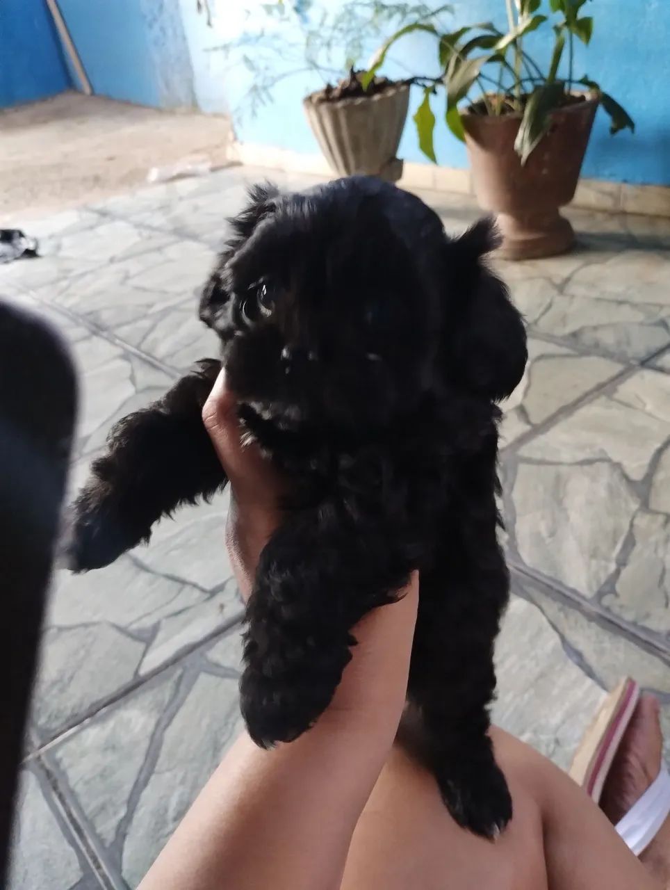 Vende se cachorro  - Foto 2