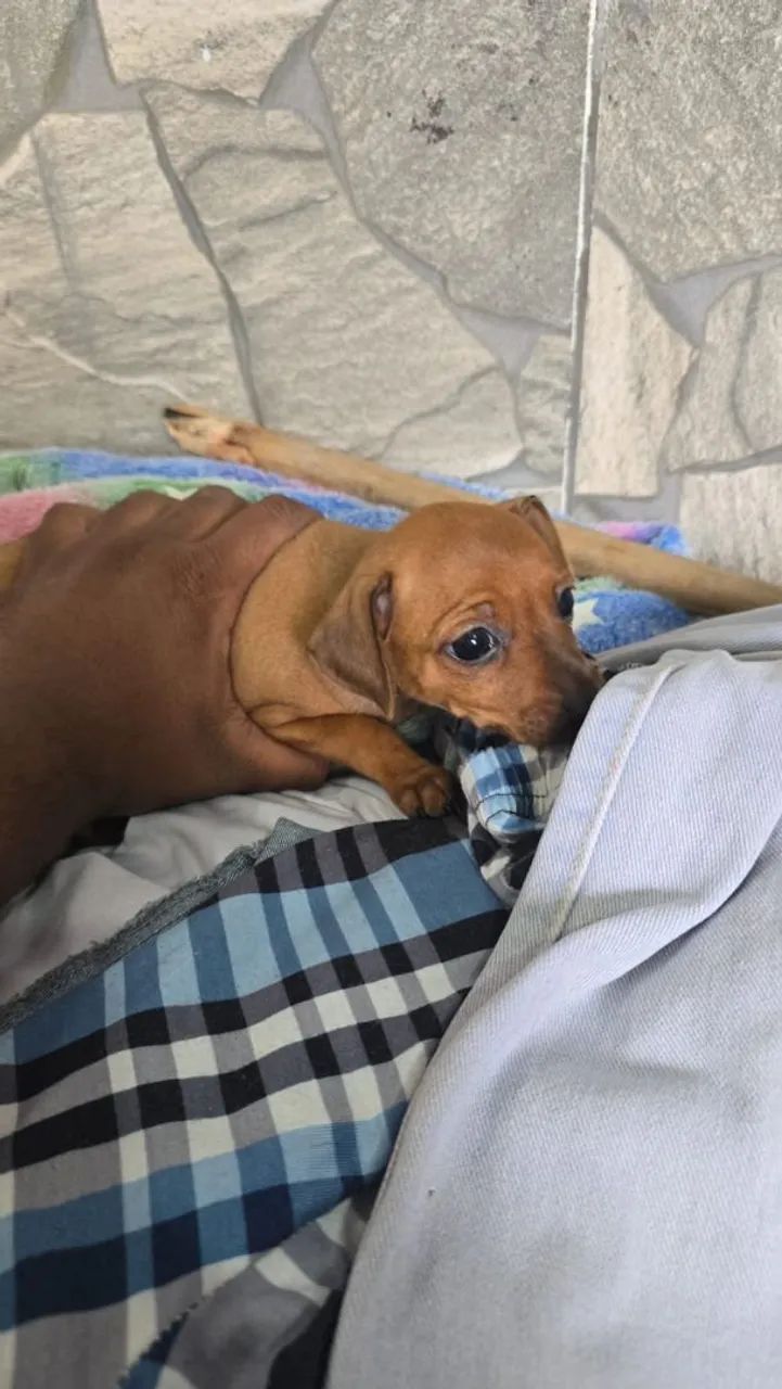 Pinscher - Foto 4