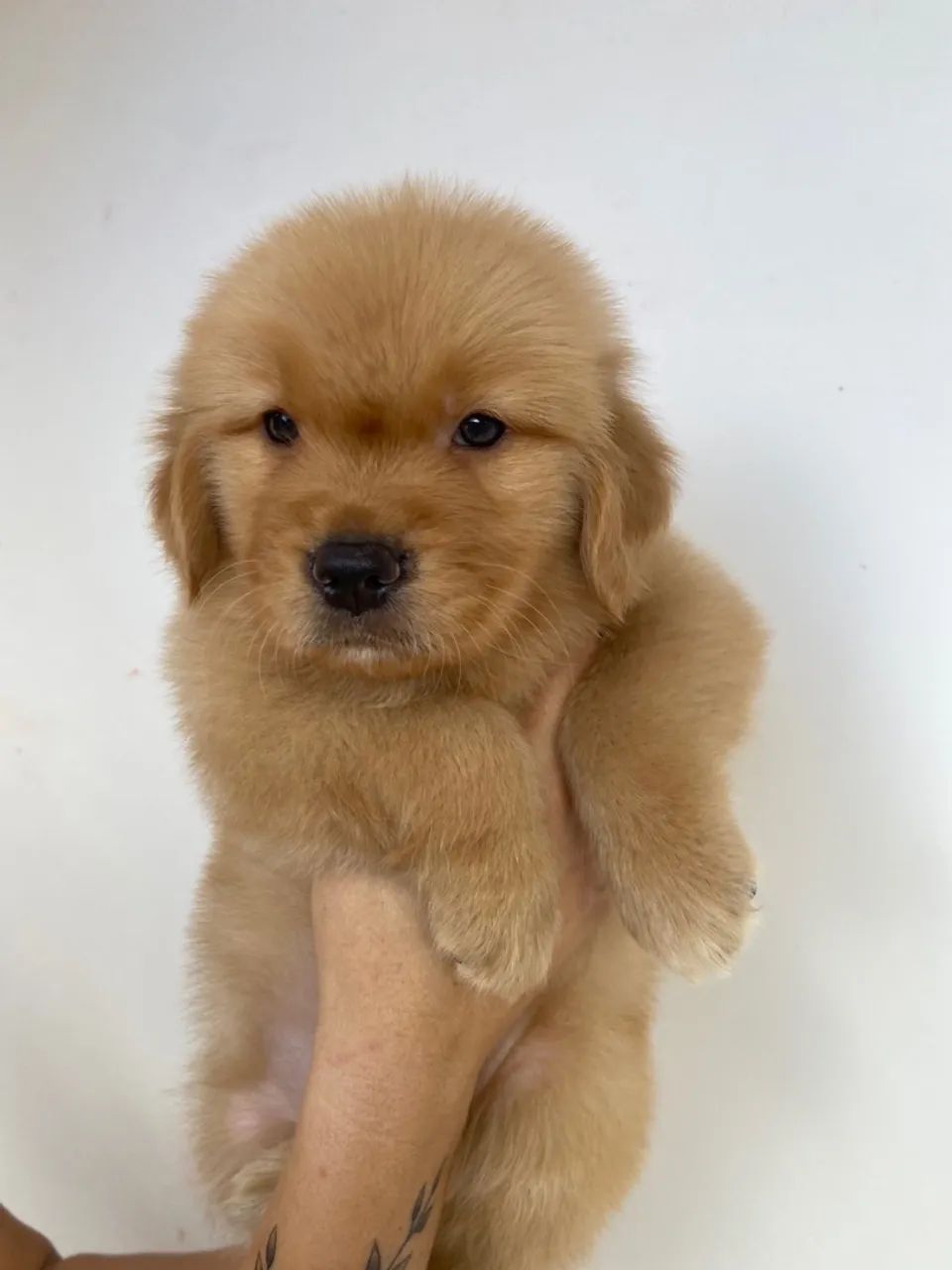 Golden Retriever  - Foto 3