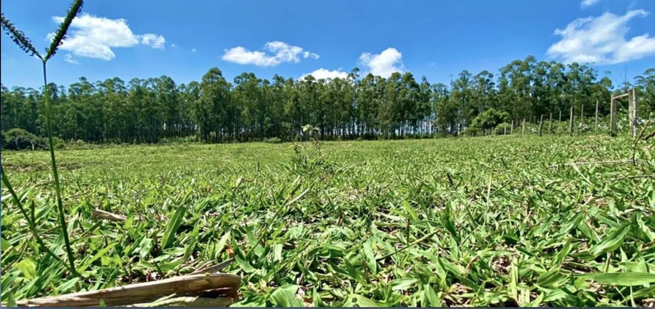 Vende-se Sítio de 4.8 alqueires em Carlopolis PR - Foto 3