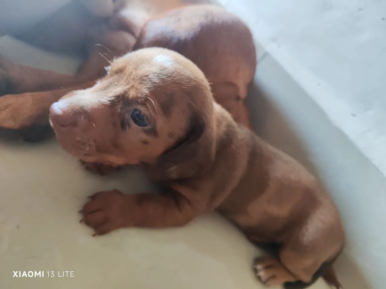 Dachshund (salsicha) - Foto 4