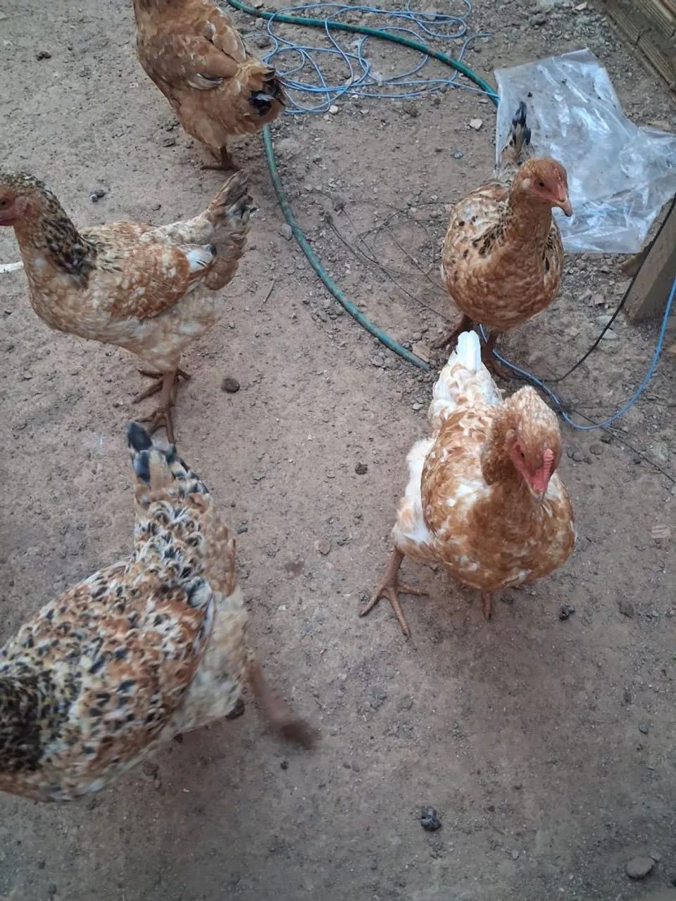Vendo Galinha 