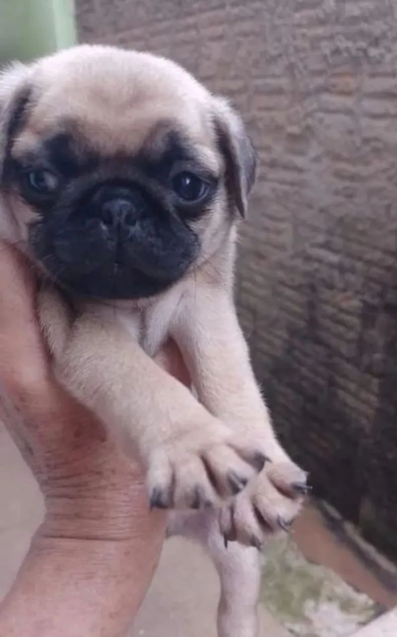 Filhote de pug macho - Foto 2