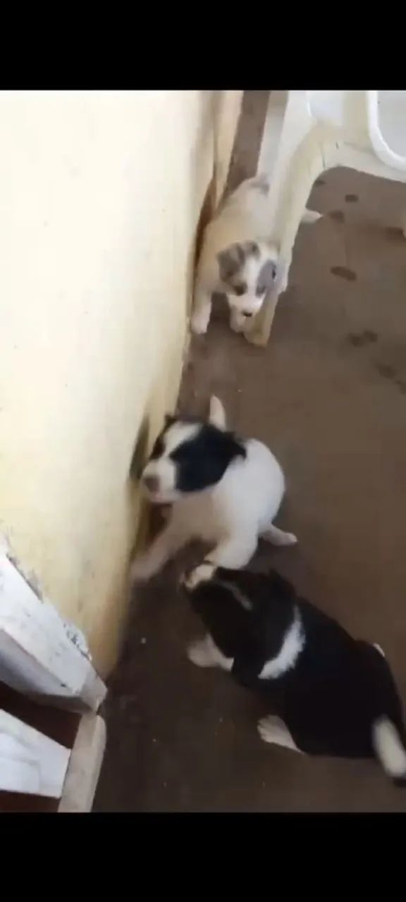 Border collie