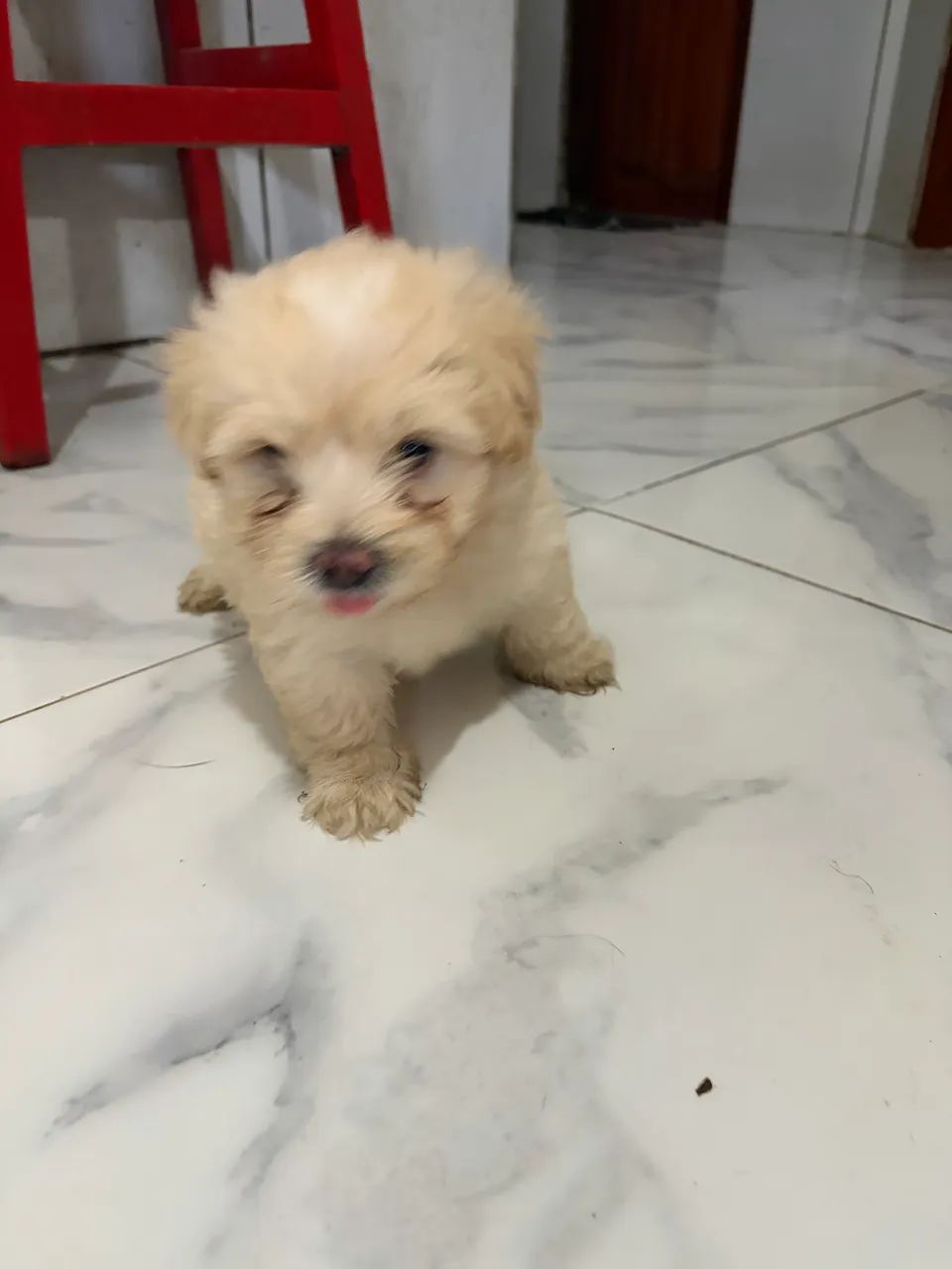 Filhotes lhasa apso  - Foto 2