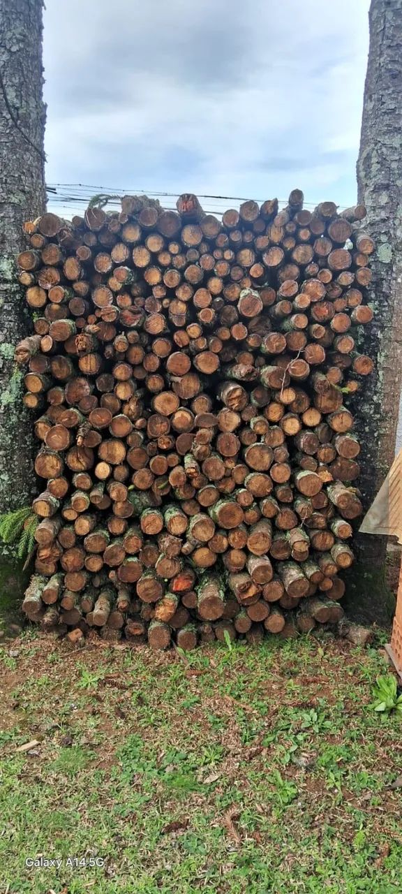 Madeiras  - Foto 5