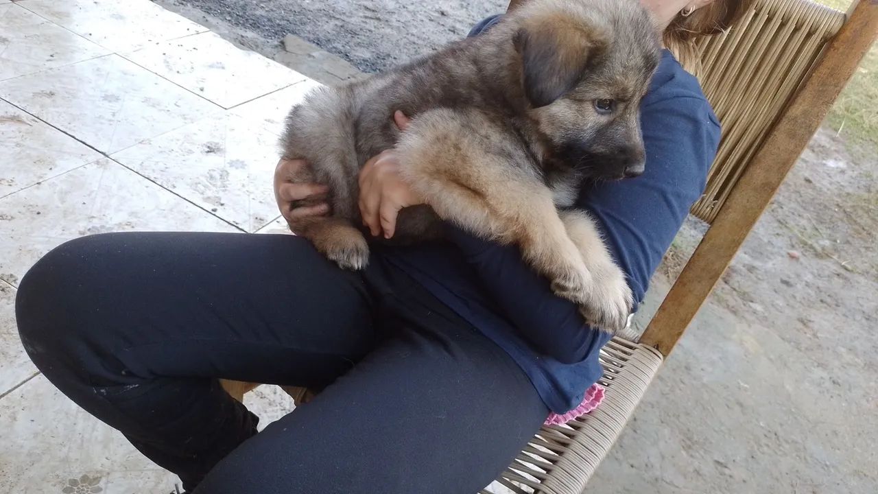 Pastor alemão  - Foto 4