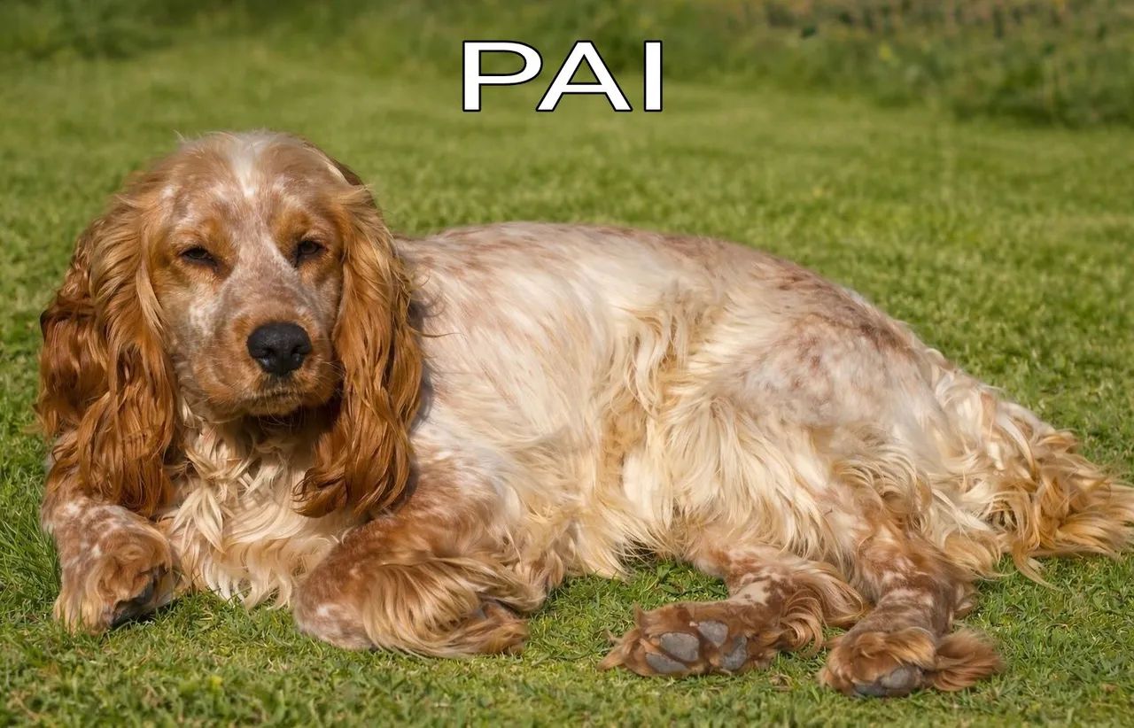 Cocker Spaniel Inglês! Criação Dedicada!  - Foto 5