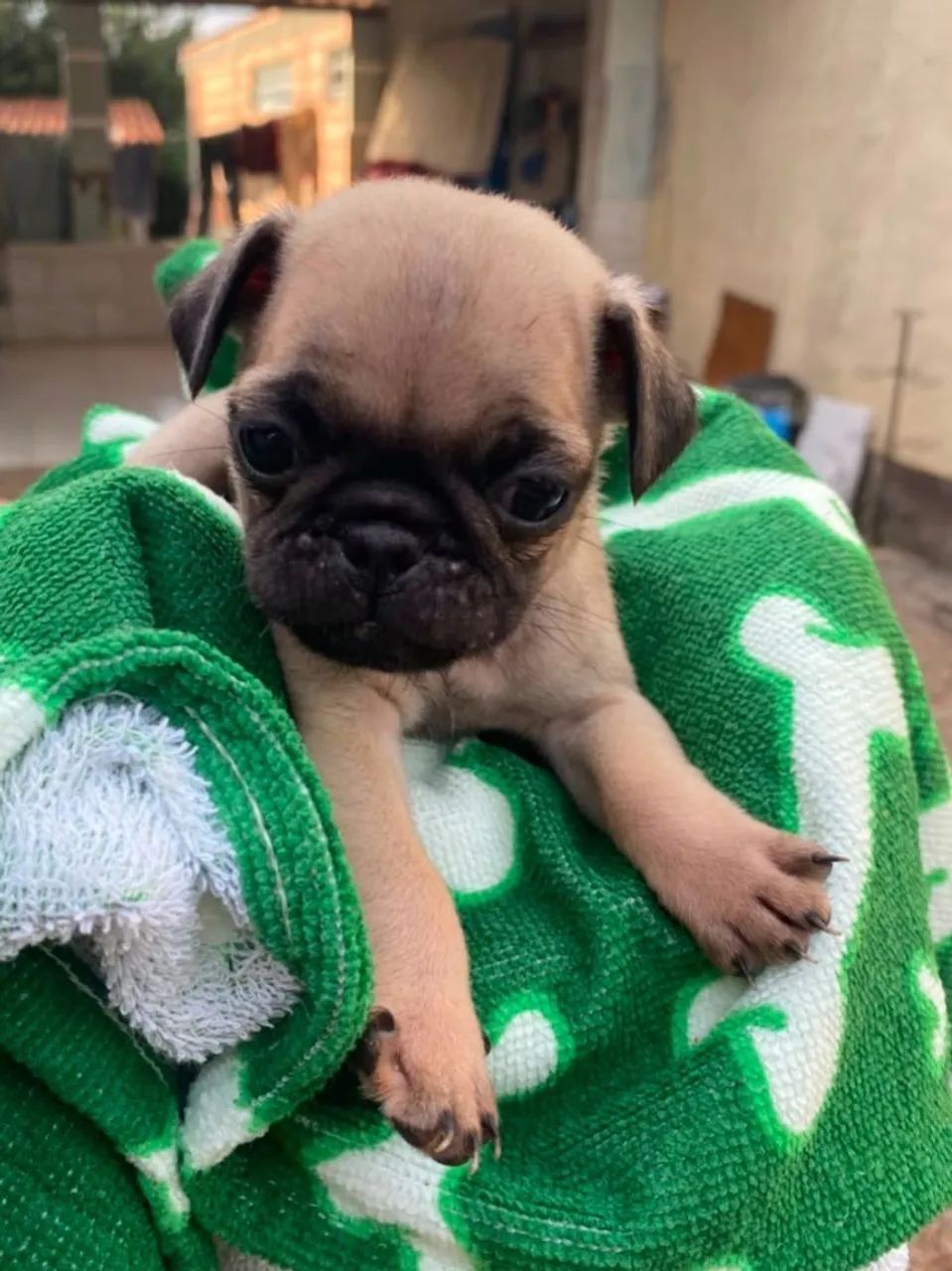 Pug macho disponível 