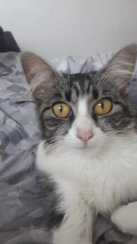 Doação de gata responsável - Foto 3