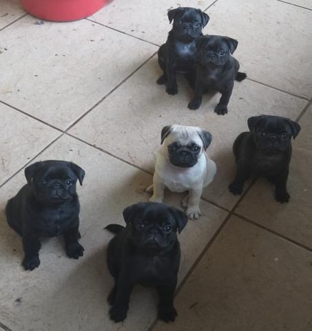 Pugs com Padrão e Garantia - Foto 6