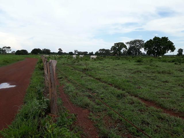 Fazenda - Foto 12