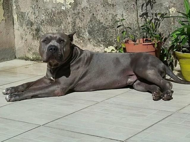 American Pitbull Terreir - Foto 4