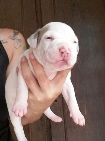 American Pitbull Terreir