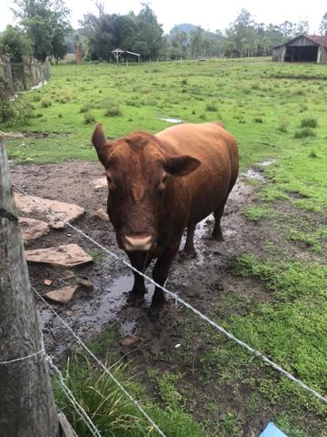 Troca de touro Red Angus