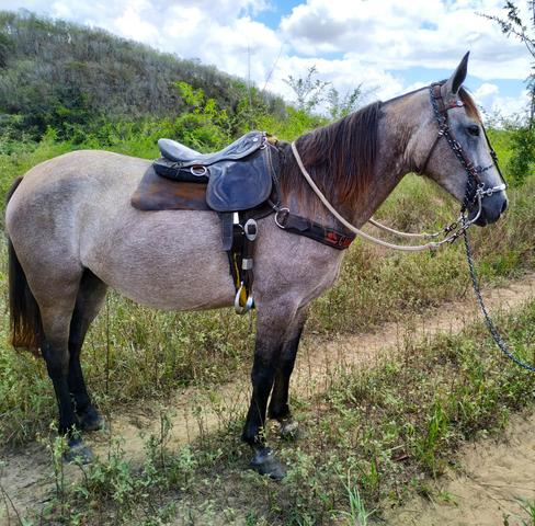 Egua - Foto 2