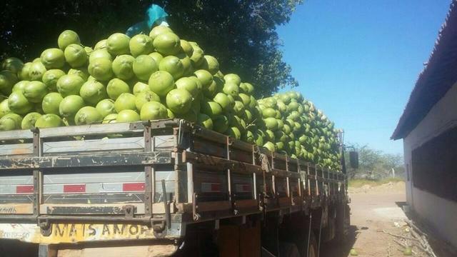 Coco verde - Foto 3