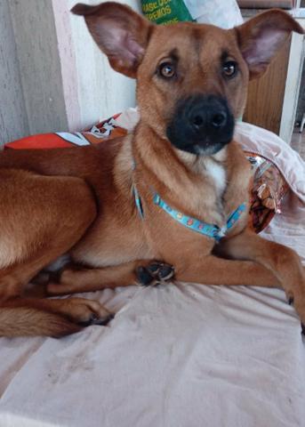 Cachorro pra doação - Foto 3