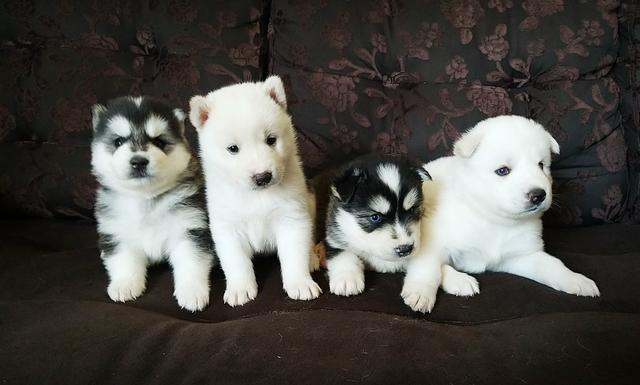 Vendo lindos filhotes de husky siberianos puros