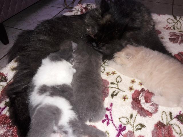 Gatos persas - Foto 3