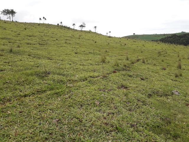 Fazenda - Foto 6