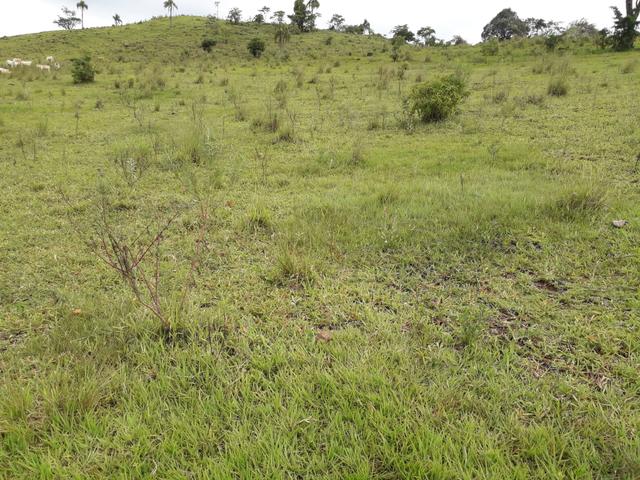 Fazenda - Foto 4