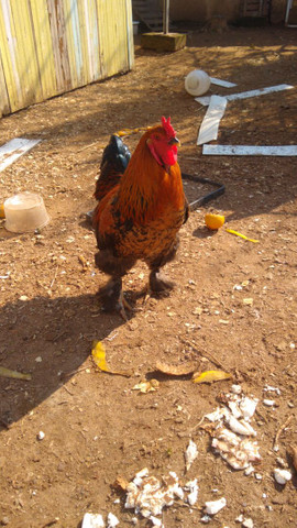 Galo brahma perdiz