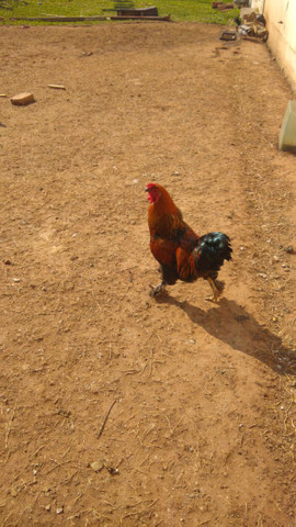 Galo brahma perdiz - Foto 5