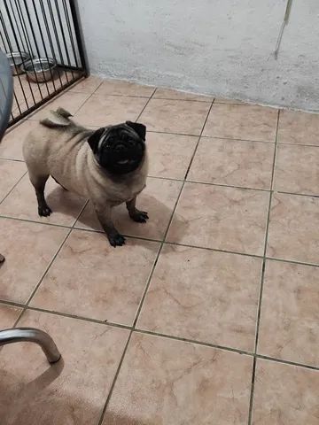 Pug - Foto 2